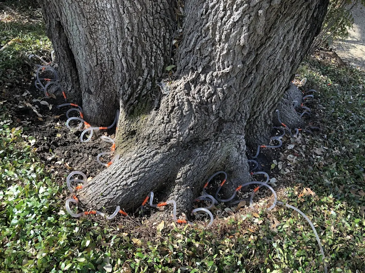 Detailed Tree Cabling and Bracing job site in Jacks Creek