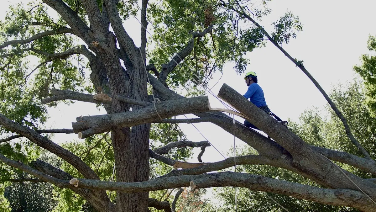 Professional Crown Thinning performed by certified arborists in Jacks Creek